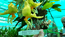 Load image into Gallery viewer, Orchid 100mm Pot size - Stanhopea wardii aurea x graveloens  - upside down orchid
