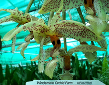 Load image into Gallery viewer, Orchid Seedling 50mm Pot Size - Stanhopea occulata x Paul Allen
