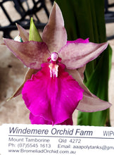 Load image into Gallery viewer, Flowering Size Plant - Oncidium Odontonia Pacific Paranoia &#39;Other Side Of Kool&#39;
