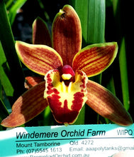 Load image into Gallery viewer, 70mm pot - Tropical Cymbidium Seedlings Mixed Colours/ varieties Lucky Dip
