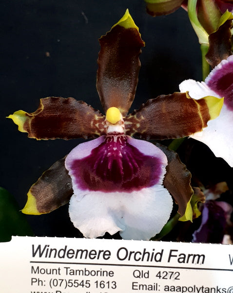 Flowering Size Plant - Oncidium Odontocidium Witch's Jewels 'Ivory Lips'