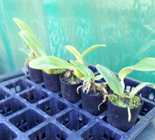 Load image into Gallery viewer, Orchid Seedling 50mm Pot size - Cattleya Canhamiana
