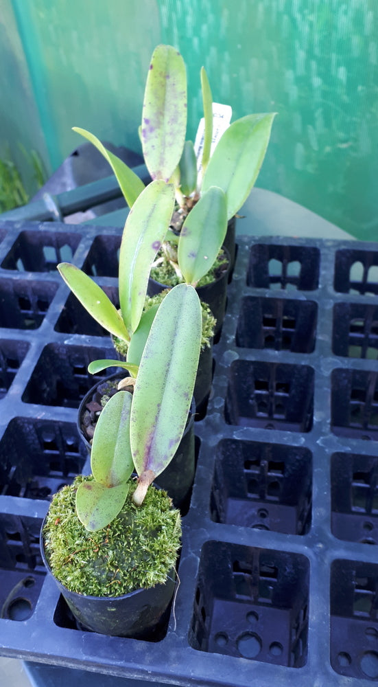 Orchid Seedling 50mm Pot size - Cattleya (Glenn Maidment x Susan Holcombe) x (Glenn Maidment x Topaz Halo)
