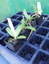 Load image into Gallery viewer, Orchid Seedling 50mm Pot size - Australian Native Sarcochilus Hargitay &#39;Red&#39; x &#39;Yellow&#39;
