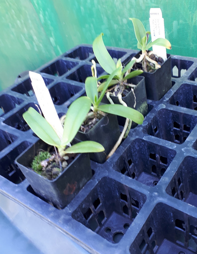 Orchid Seedling 50mm Pot size - Australian Native Sarcochilus Hargitay 'Red' x 'Yellow'