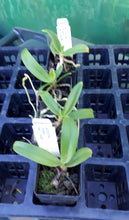 Load image into Gallery viewer, Orchid Seedling 50mm Pot size - Australian Native Sarcochilus Hargitay &#39;Red&#39; x &#39;Yellow&#39;
