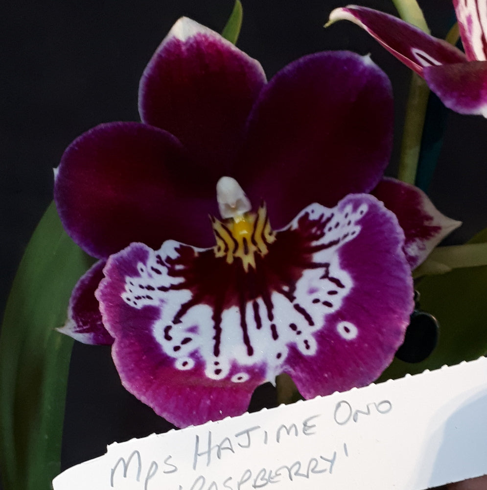 Flowering Size Plant - Miltoniopsis Hajime Ono 'Raspberry'