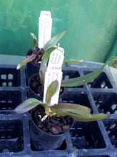 Load image into Gallery viewer, Orchid Seedling 50mm Pot size - Cattleya Rlc Hsinying Home Run &quot;Ching Hua&#39; x Bc Tetradip &#39;Junko&#39;

