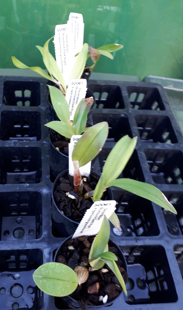 Orchid Seedling 50mm Pot size - Dendrobium Brimbank Dark Night x speciosum grandiflorum - Australian Native