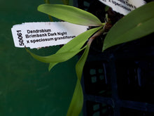 Load image into Gallery viewer, Orchid Seedling 50mm Pot size - Dendrobium Brimbank Dark Night x speciosum grandiflorum - Australian Native

