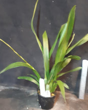 Load image into Gallery viewer, Flowering Size Plant - Oncidium Tsiku Marguerite
