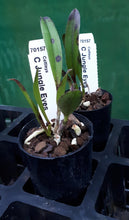 Load image into Gallery viewer, Orchid Seedling 50mm Pot size - Cattleya Jungle Eyes
