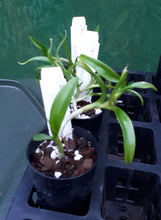 Load image into Gallery viewer, Orchid Seedling 50mm Pot size - Dendrobium Oriental Smile Butterfly Softcane
