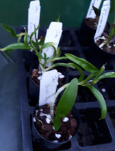 Load image into Gallery viewer, Orchid Seedling 50mm Pot size - Dendrobium Oriental Smile Butterfly Softcane
