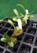 Load image into Gallery viewer, Orchid Seedling 50mm Pot Size - Paphiopedilum callosum &#39;V-13&#39; x sib - Species
