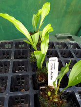 Load image into Gallery viewer, Orchid Seedling 50mm Pot Size - Stanhopea occulata x Paul Allen
