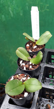 Load image into Gallery viewer, Orchid Seedling 50mm Pot Size - Phalaenopsis Ruey Lih Queen &#39;Ruey Lih&#39;

