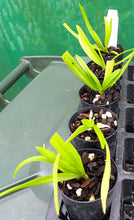 Load image into Gallery viewer, Orchid Seedling 50mm Pot Size - Vanda denisoniana - Species
