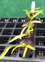 Load image into Gallery viewer, Orchid Seedling 50mm Pot size - Vanda Adisak Happiness
