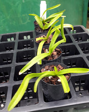 Load image into Gallery viewer, Orchid Seedling 50mm Pot size - Vanda Adisak Happiness
