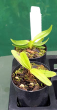 Load image into Gallery viewer, Orchid Seedling 50mm Pot size - Aeranthes spp aff ramosa

