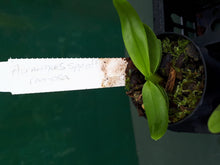 Load image into Gallery viewer, Orchid Seedling 50mm Pot size - Aeranthes spp aff ramosa
