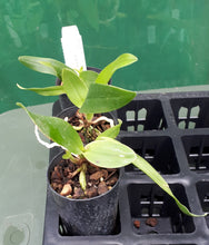 Load image into Gallery viewer, Orchid Seedling 50mm Pot size - Cattleya Merry Green &#39;Trilabelo&#39;
