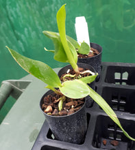 Load image into Gallery viewer, Orchid Seedling 50mm Pot size - Cattleya Merry Green &#39;Trilabelo&#39;
