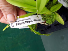 Load image into Gallery viewer, Orchid Seedling 50mm Pot Size - Oncidium Oncidioda Pacific Pagan &#39;Kilauea&#39;

