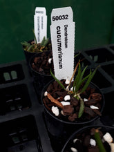 Load image into Gallery viewer, Orchid Seedling 50mm Pot Size - Dendrobium cucumerinum  Australian Native - Species

