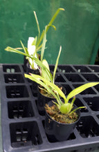 Load image into Gallery viewer, Orchid Seedling 50mm Pot Size - Encyclia cochleatum Species
