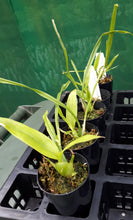 Load image into Gallery viewer, Orchid Seedling 50mm Pot Size - Encyclia cochleatum Species
