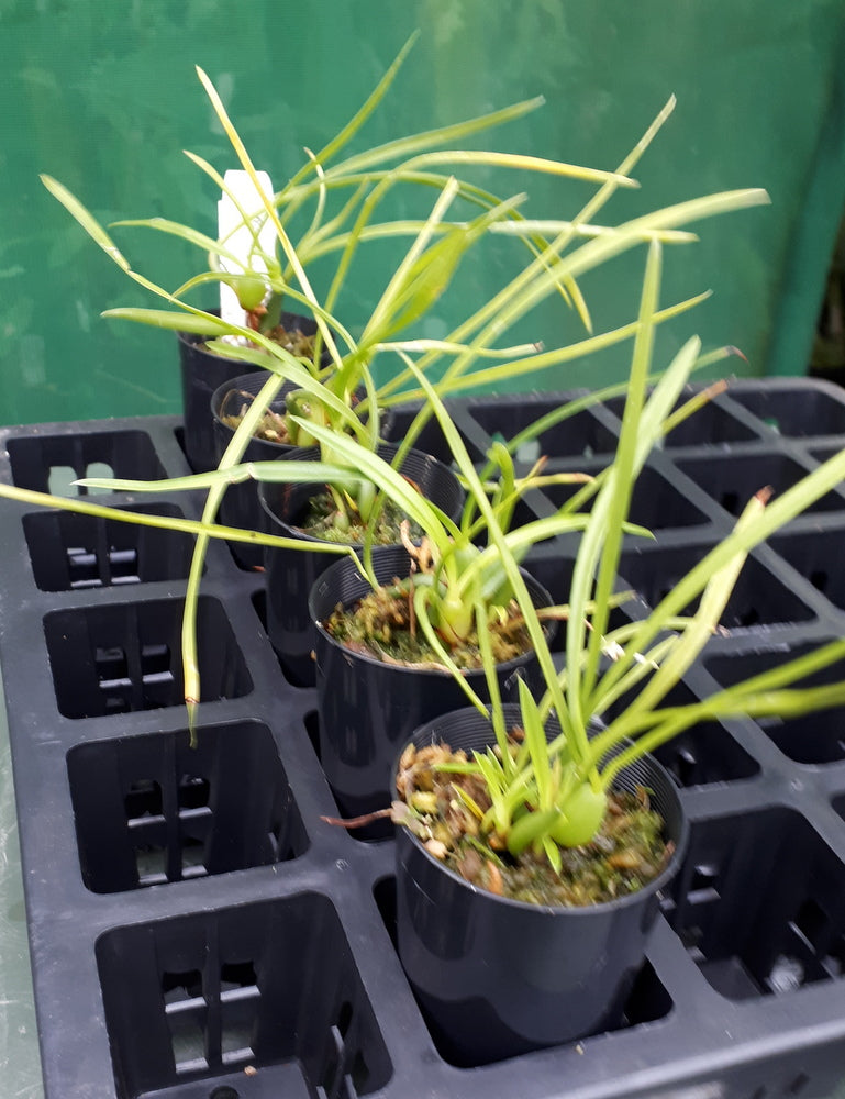 Orchid Seedling 50mm Pot Size - Maxillaria  schunkeana Species