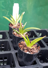 Load image into Gallery viewer, Orchid Seedling 50mm Pot size - Oncidium Tolumnia Swan&#39;s Whisper x Capalaba Dream &#39;Red Delight&#39;
