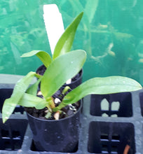 Load image into Gallery viewer, Orchid Seedling 50mm Pot size - Cattleya Dick Smith &#39;Paradise&#39; x Shin Shiang Diamond
