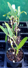 Load image into Gallery viewer, Orchid Seedling 50mm Pot size - Dendrobium Hamana Lake x Pretty Red softcane
