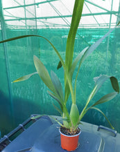 Load image into Gallery viewer, Flowering Size Plant - Oncidium Odontocidium Sunny Daze &#39;Hilo Bay&#39;
