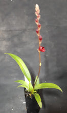 Load image into Gallery viewer, Orchid Advanced in flower/spike now 50mm Pot Size - Oncidium Howeara Lava Burst 'Puanani'
