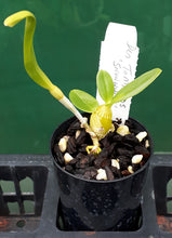Load image into Gallery viewer, Orchid Seedling 50mm Pot size - Dendrobium To My Kids &#39;Snowwhite&#39;  Softcane
