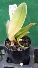 Load image into Gallery viewer, Orchid Seedling  50mm Pot Size - Cattleya Lc Everett Dirkssein
