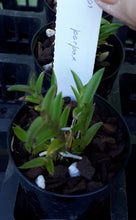 Load image into Gallery viewer, Orchid Seedling 50mm Pot size  Epidendrum porpax  species
