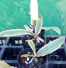 Load image into Gallery viewer, Orchid Seedling 50mm Pot Size - Phalaenopsis Chia -E Yenlin
