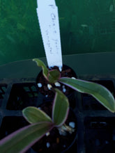 Load image into Gallery viewer, Orchid Seedling 50mm Pot Size - Phalaenopsis Chia -E Yenlin
