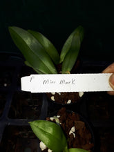 Load image into Gallery viewer, Orchid Seedling 50mm Pot Size - Phalaenopsis Mini Mark
