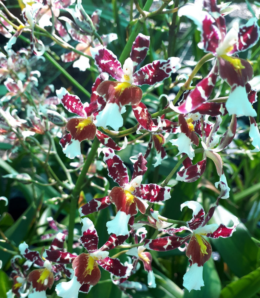 Flowering Size Plant - Oncidium Rex's Luck 'Firefly'