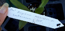 Load image into Gallery viewer, Orchid Seedling 50mm Pot Size - Phalaenopsis Kingidium deliciosum var hookerianum  - Species
