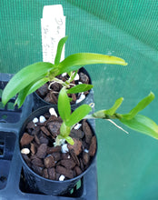 Load image into Gallery viewer, Orchid Seedling 50mm Pot size - Dendrobium Kerriann &#39;Paradise&#39; x Superstar &#39;Dandy&#39; softcane
