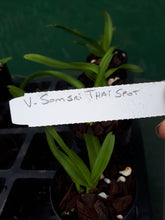 Load image into Gallery viewer, Orchid Seedling 50mm Pot size - Vanda Somsri Thai Spot
