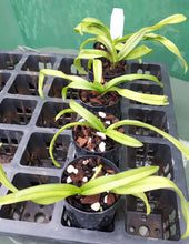 Load image into Gallery viewer, Orchid Seedling 50mm Pot size - Vanda Pakchong Blue
