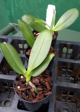 Load image into Gallery viewer, Orchid Seedling 50mm Pot Size - Phalaenopsis GW Green World &#39;Snakeskin&#39;
